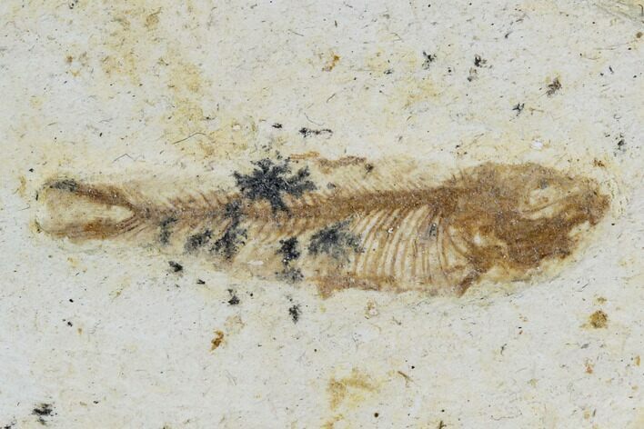 Cretaceous Fossil Fish - Morocco #104389